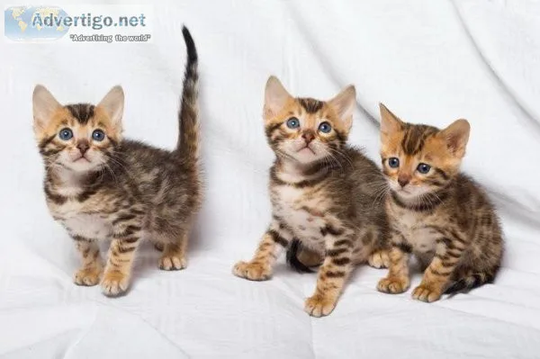 Beautiful Rosettes Bengal Kittens