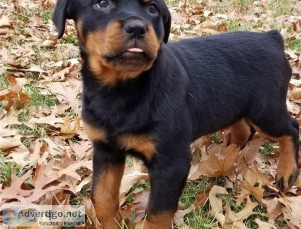 Rottweiler Puppies Available