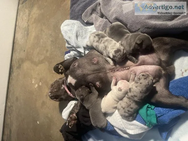 Thick French Bulldog pups
