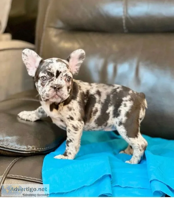 French bulldog puppy for sale