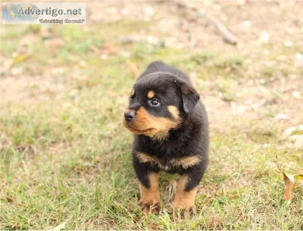 Lovely Rottweiler Puppies for Sale
