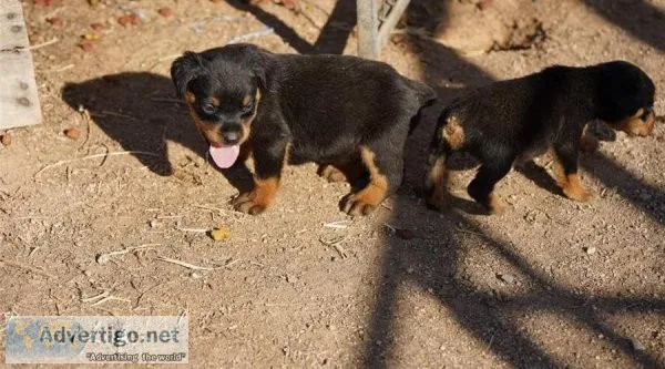 AKC Reg German Rottweiler Puppies