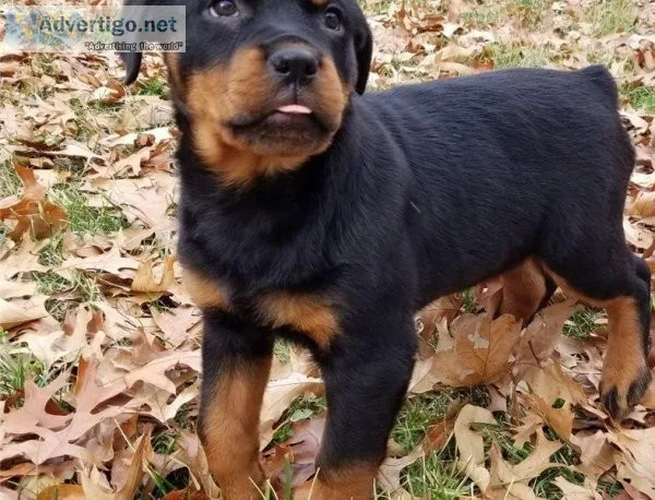 Male and Female Rottweilers