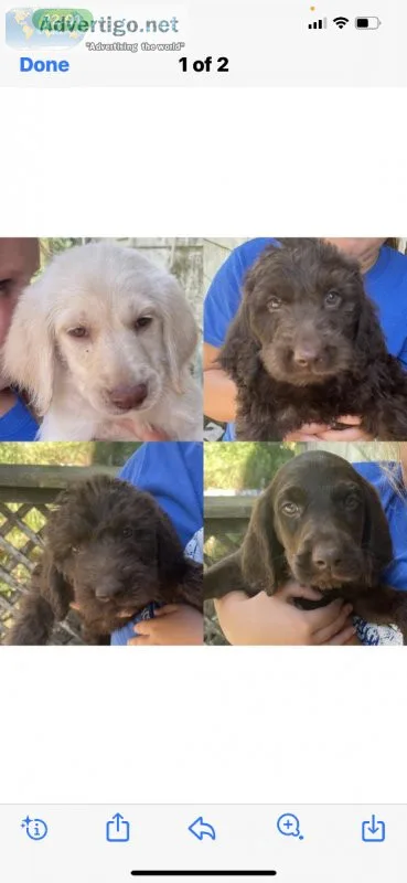F1b Labradoodle puppies