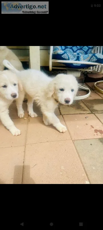 Great Pyrenees 8 weeks cute puppies
