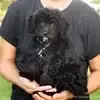 cute puppies for sale