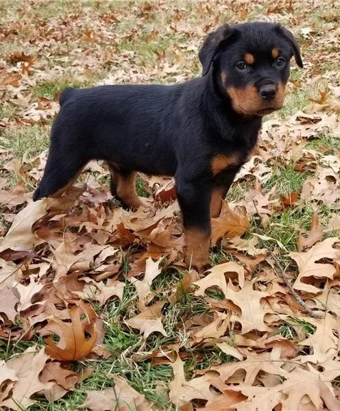 AKC-registered Rottweiler Pups