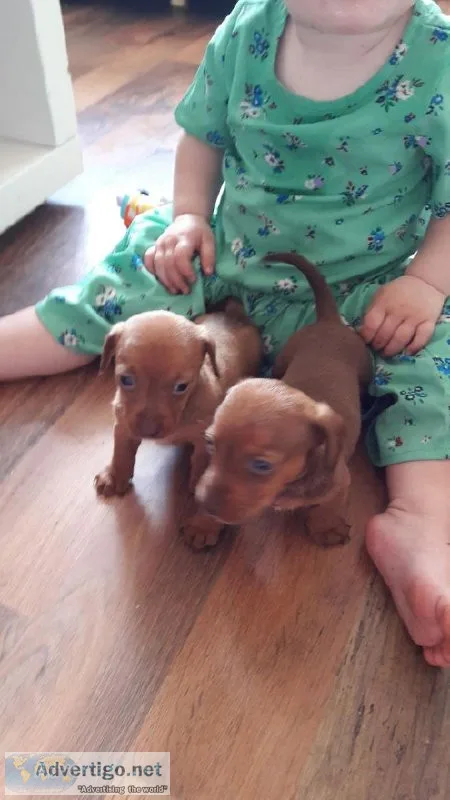 AkC Miniature Dachshund Puppies