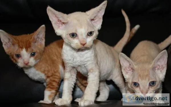 Vet. checked Devon Rex Kittens