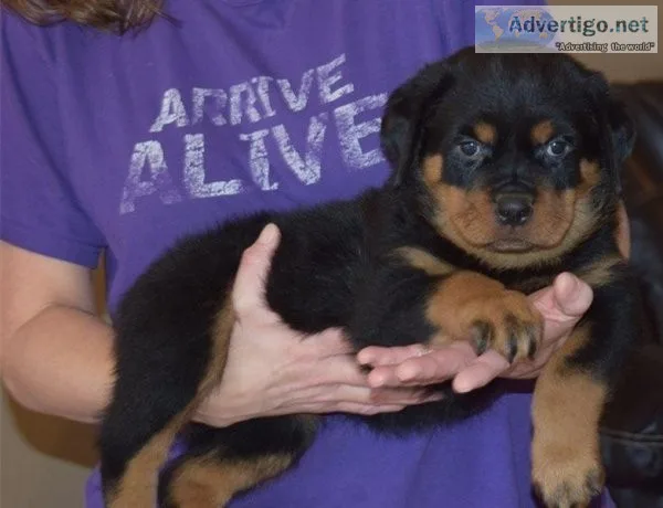 Adorable Rottweiler Puppies