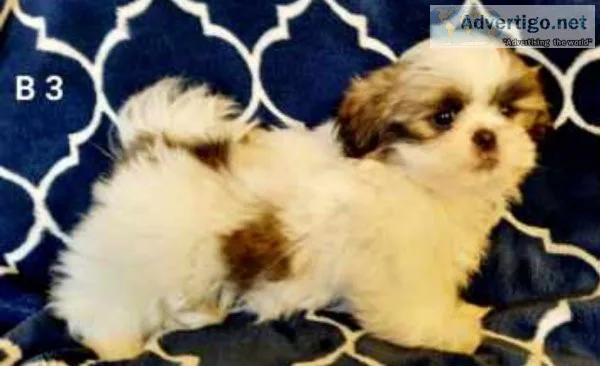Sweet Shih Tzu Puppies