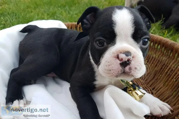 Boston terrier puppies