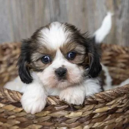 Cute Shih Tzu Puppies for Sale