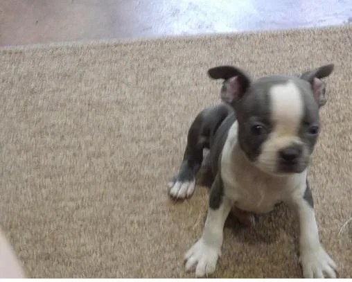 DOSHER BLUE WHITE Boston Terrier