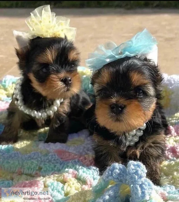 MaleFemale Tea-cup Yorkie Puppies Available