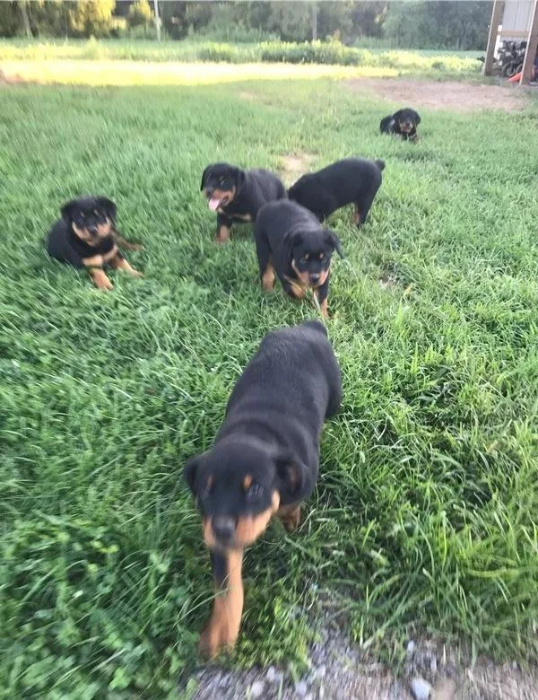 Rottweiler Pups for Adoption