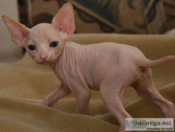 Sphynx kittens