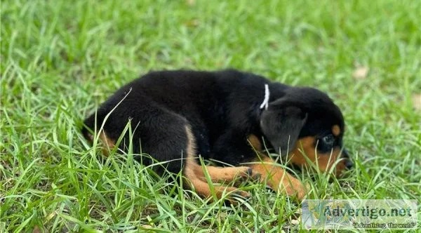 Awesome Rottweilers Puppies