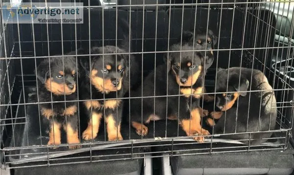 2 Males And Female Rottweiler Pupies Text Now Pls