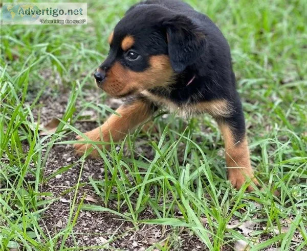 Adorable Rottweiler Pups