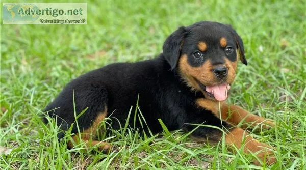 Two Friendly Rottweiler Puppies