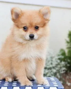 Top Quality Registered Pomeranian Puppies