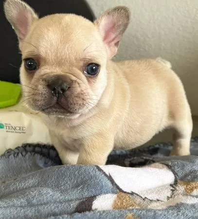 Awesome French bulldog Puppies