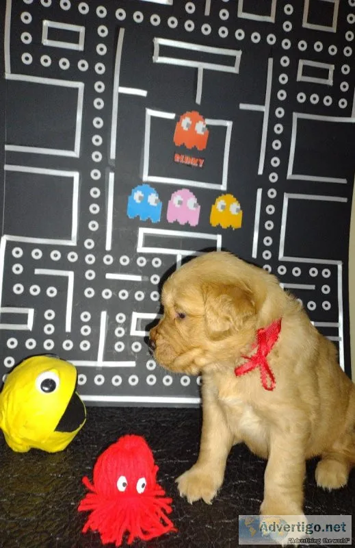 AKC Golden Retriever puppies