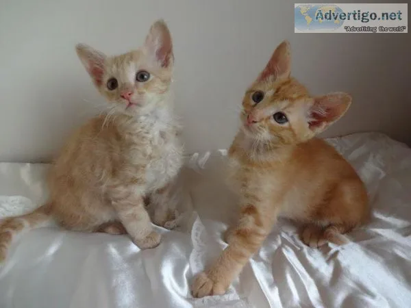 LaPerm kittens For Sale
