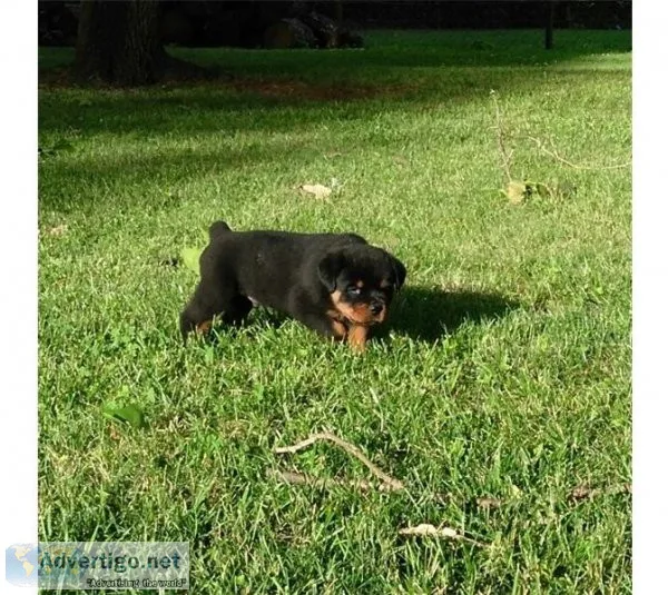 Rottweiler Puppies for Sale