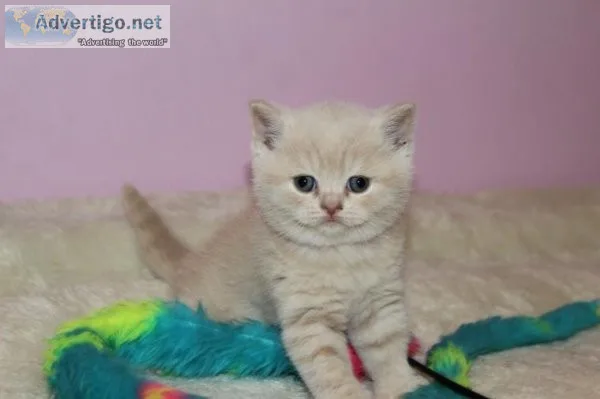 Adorable Scottish fold Kittens