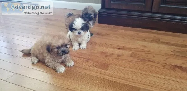 ADORABLE SHIH-TZU