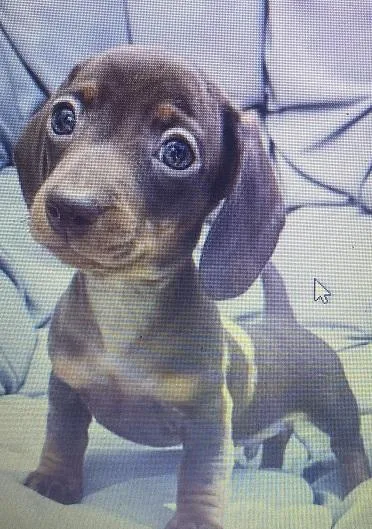 Chocolate and tan boy Mini Dachshund KC reg.