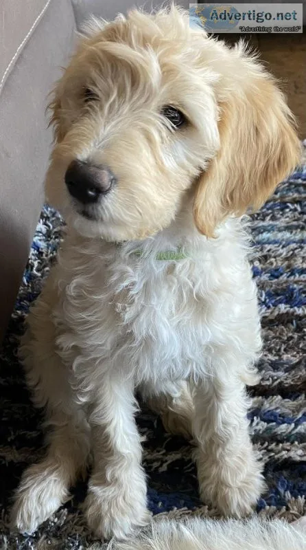 First Generation Goldendoodles