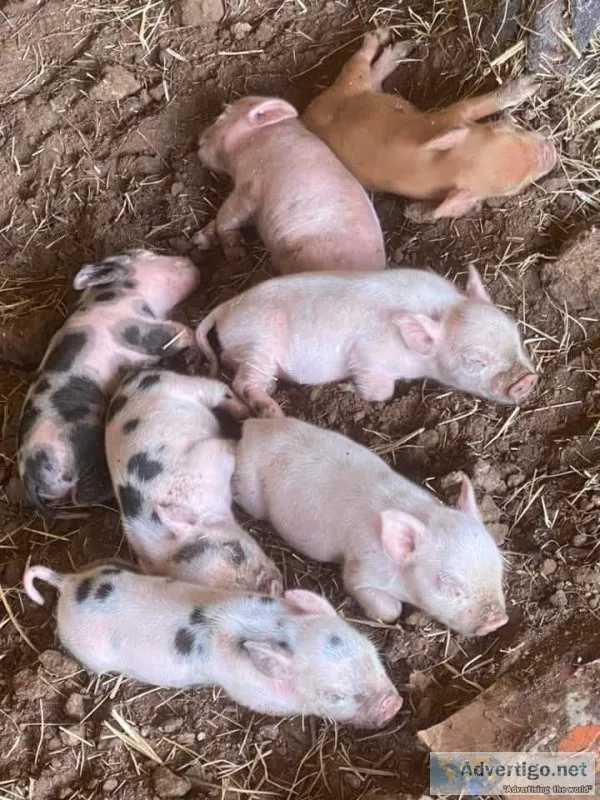 Kune Kune Mix Pigs