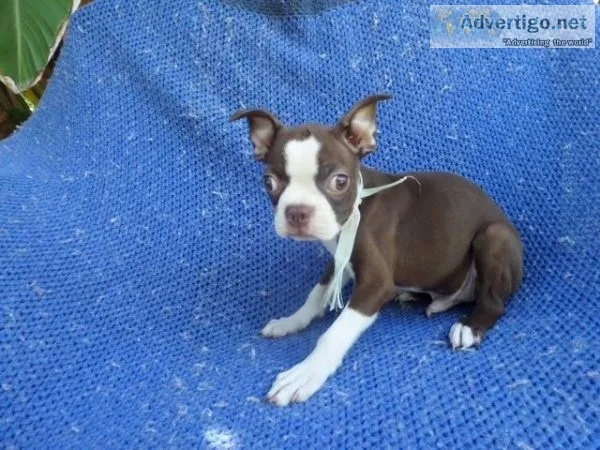 Boston Terrier Puppies