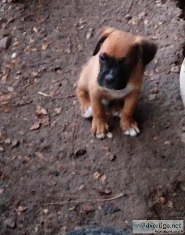Boxer puppies