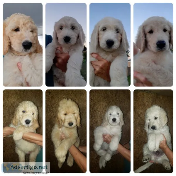 Goldendoodles