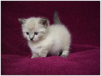 Munchkin kitten from Europe