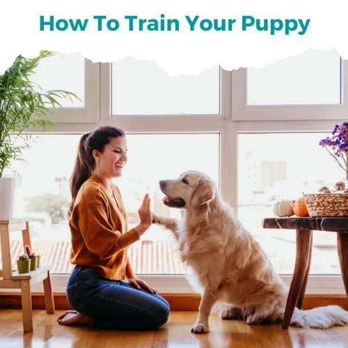 HOW TO TRAIN OUR PUPPY
