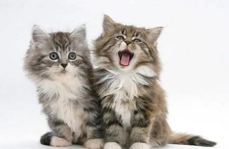 Purebred registered Maine Coon kittens