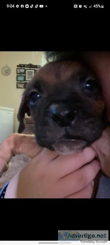 Male Boxer Puppy