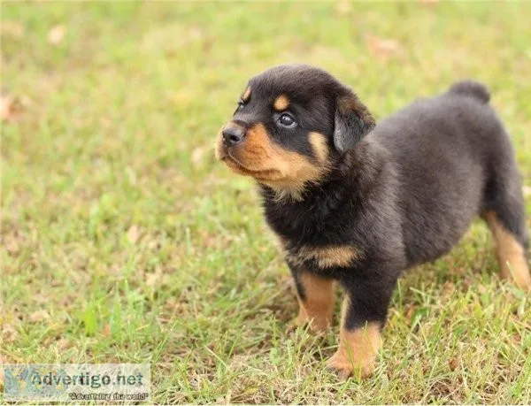 Daring gold leave small hand Rottweiler puppies for adoption.