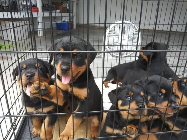 A KC registered Rottweiler puppies for immediate loving homes
