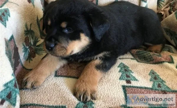 baby face  rottweiler puppies for adoption