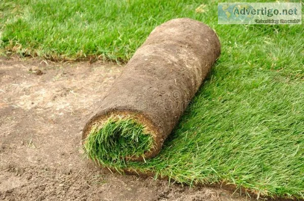 Sod installation cheap