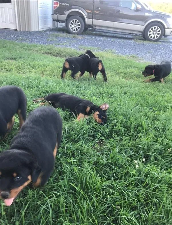 AKC Rottweiler Puppies
