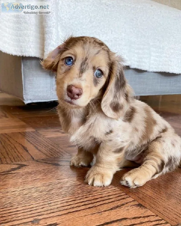 Dachshund Puppies For Sale