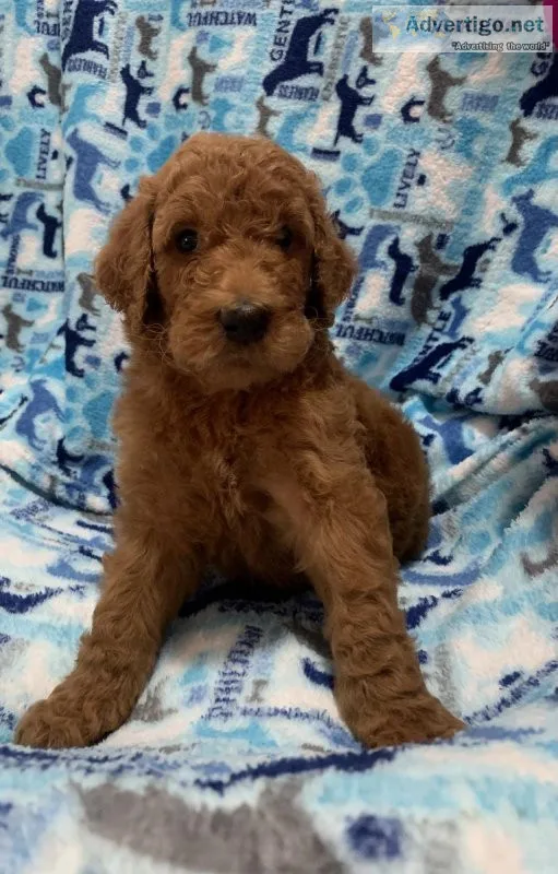 STANDARD POODLE PUPPIES