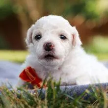 Adupt puppies